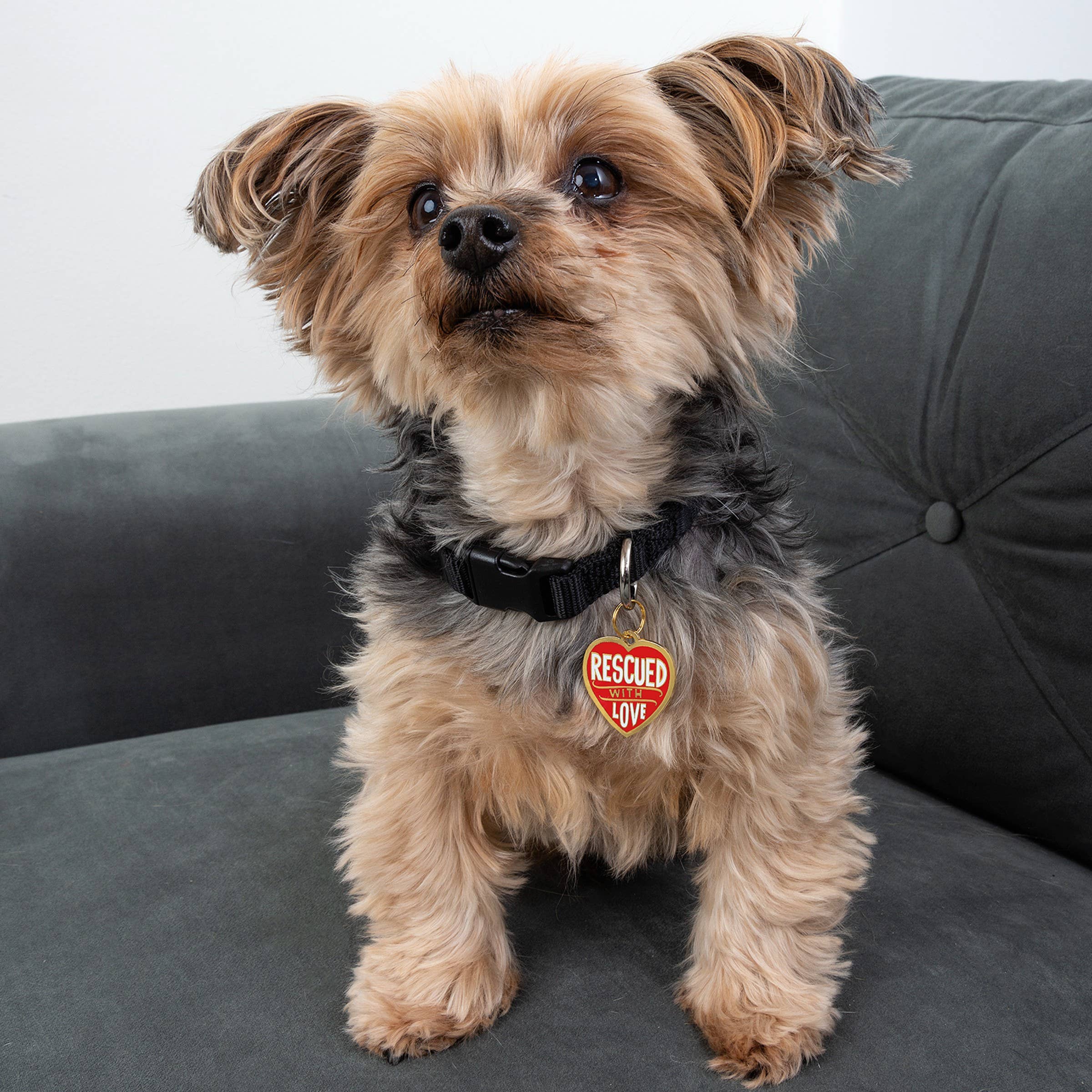"Rescued With Love" Collar Charm