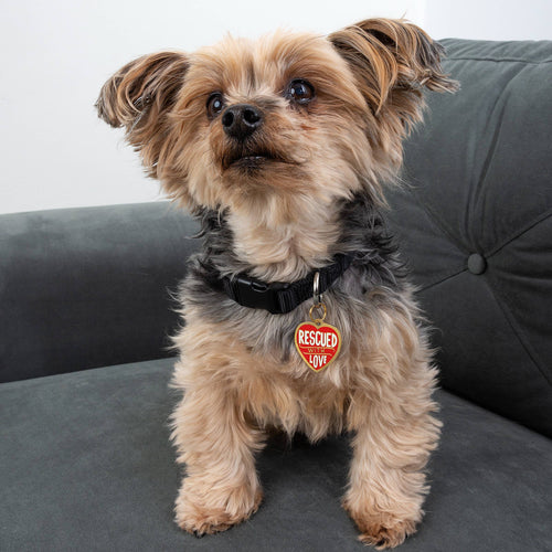 "Rescued With Love" Collar Charm