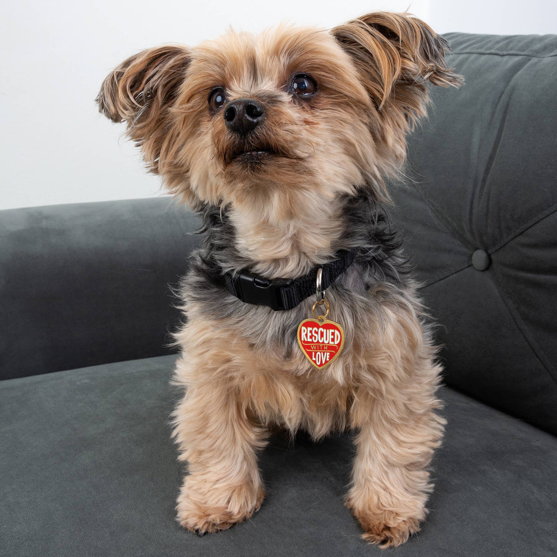 "Rescued With Love" Collar Charm
